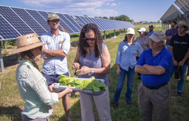 Kolociranje solarne energije, usjeva, stoke u agronaponskim projektima
